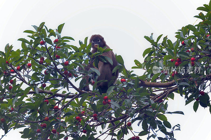 动物:成年黑叶猴(Trachypithecus obscurus)，也被称为眼镜叶猴或眼镜叶猴。